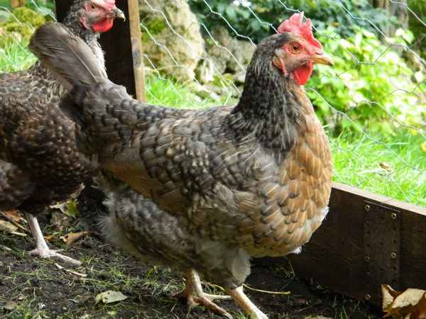 Порода кур Легбар: описание, фото, отзывы, разведение и уход