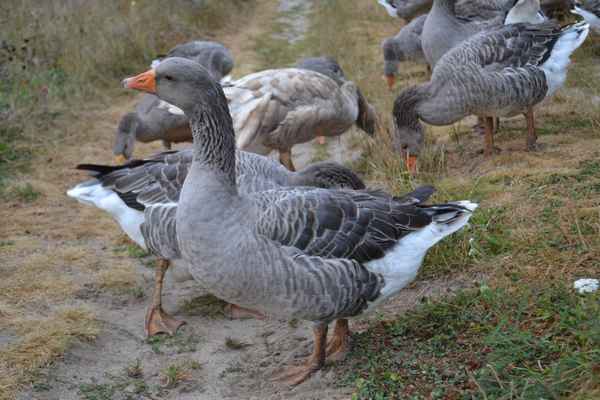 Гуси серые крупные - описание породы, отзывы, хаpaктеристика