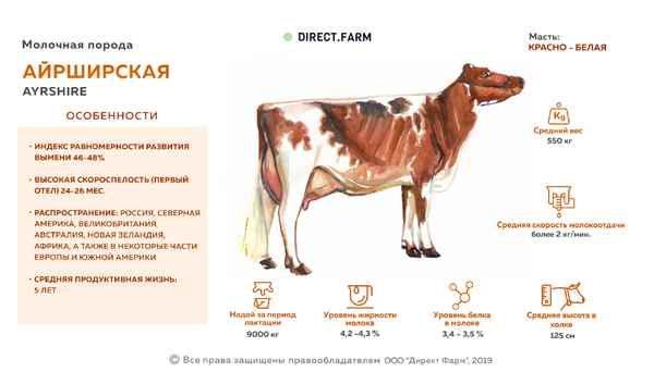 Айрширская порода коров - хаpaктеристика, отзывы, плюсы и минусы разведения