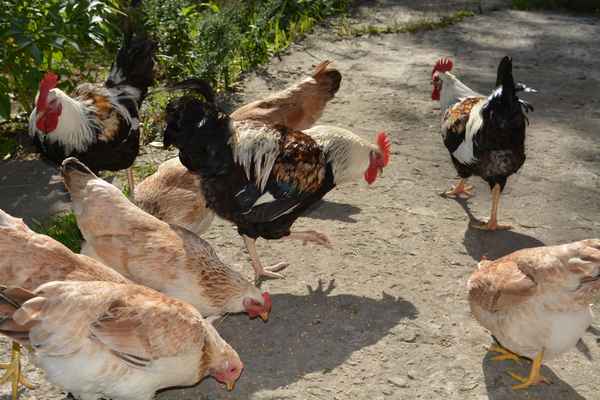 Загорская лососевая порода кур: описание, фото, отзывы, содержание