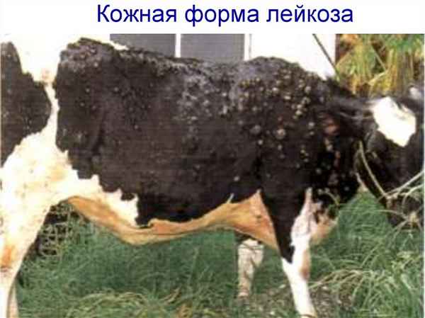 Лейкоз у коров: симптомы у КРС, можно ли пить молоко, чем опасен для человека