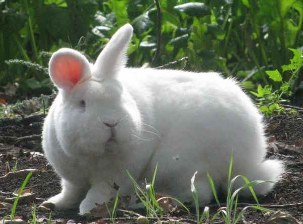 Новозеландские кролики (белые и красные): описание и хаpaктеристика породы, отзывы