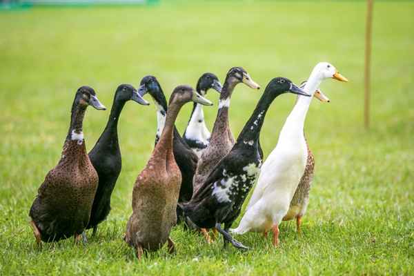 Утка индийский бегунок - описание породы, отзывы, фото