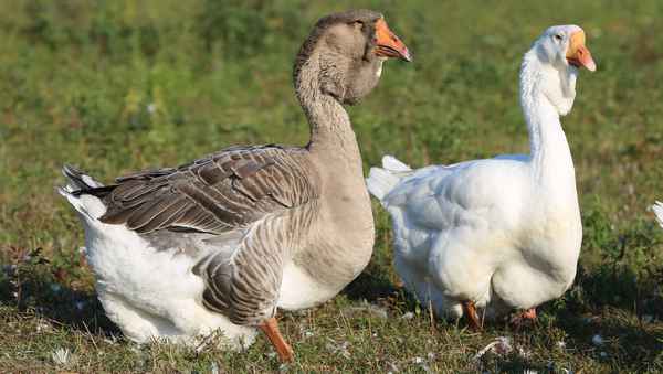 Холмогорские гуси - описание породы, хаpaктеристика, отзывы и фото