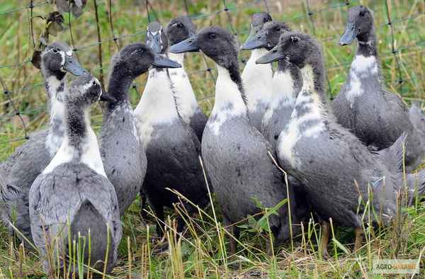 Утка гoлyбой фаворит - описание породы, отзывы, фото