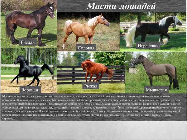 Масти лошадей с фотографиями, названиями и описанием