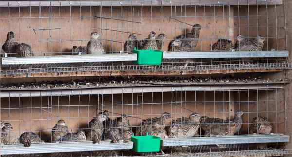 Разведение и содержание перепелов в домашних условиях для начинающих