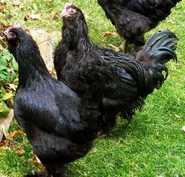 Чёрные куры: породы с фото и описанием