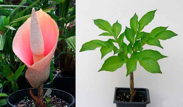 Аморфофаллус: уход в домашних условиях, фото, виды, размножение комнатного растения