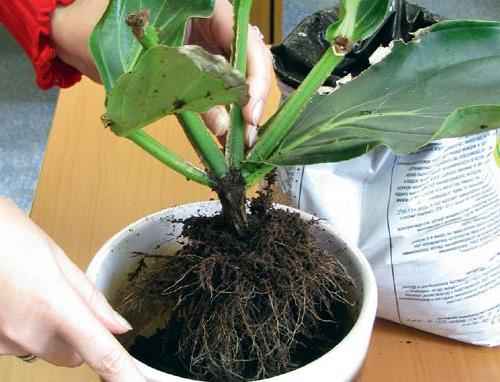 Мединилла: уход в домашних условиях, пересадка и размножение, фото