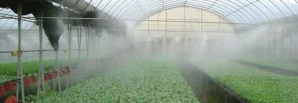 Туманообразователь для теплиц: какой выбрать, как сделать своими руками