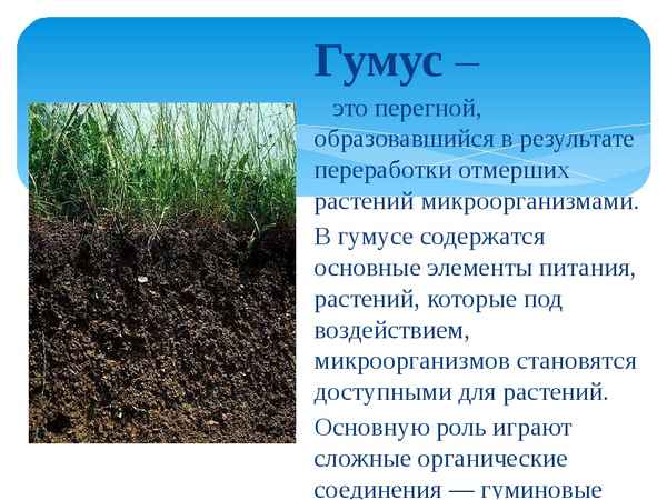 Гумус почвы - что это такое, как образуется, состав гумуса