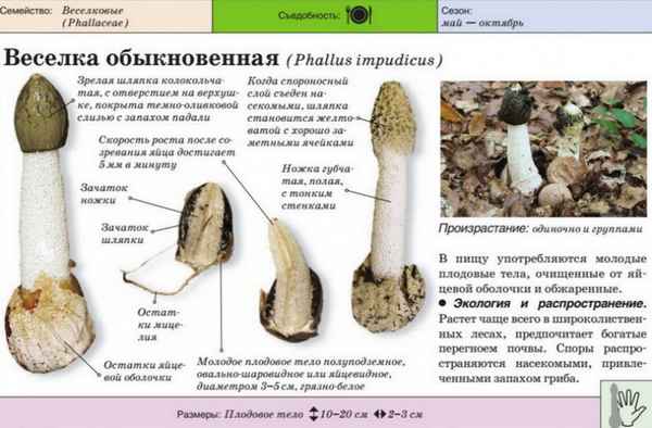 Гриб веселка обыкновенная - фото и описание, где растет, лечебные свойства и противопоказания