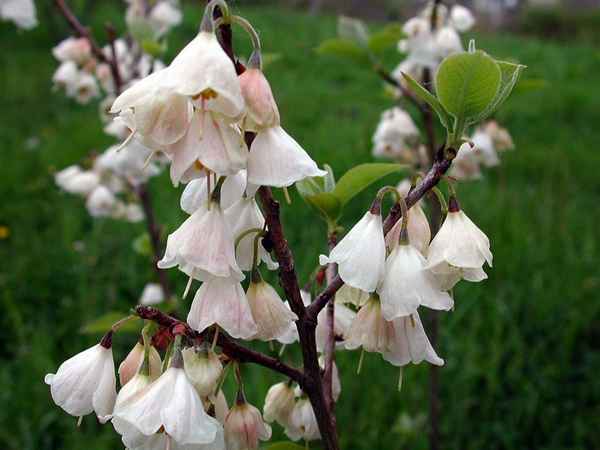 Ландышевое дерево или Галезия: выращивание, посадка и уход, фото