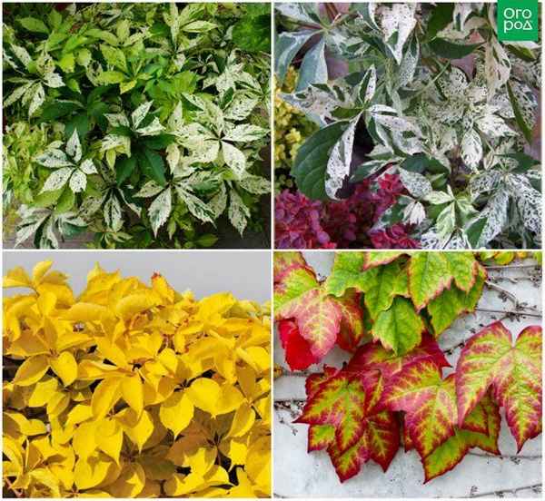 Cорта девичьего винограда с фото и описанием