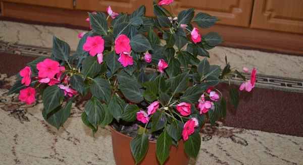 Бальзамин комнатный (Ванька мокрый): уход в домашних условиях, виды с фото и названием, размножение