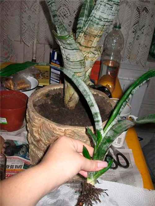 Эхмея - уход в домашних условиях, фото цветка, полив и пересадка