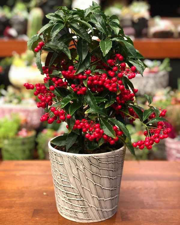 Ардизия: уход в домашних условиях, фото цветка, размножение