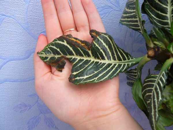 Афеландра: уход в домашних условиях, фото цветка, размножение