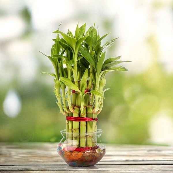 Драцена Сандера или комнатный бамбук - уход в домашних условиях