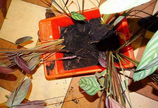 Ктенанта: уход в домашних условиях, пересадка и размножение, виды, фото