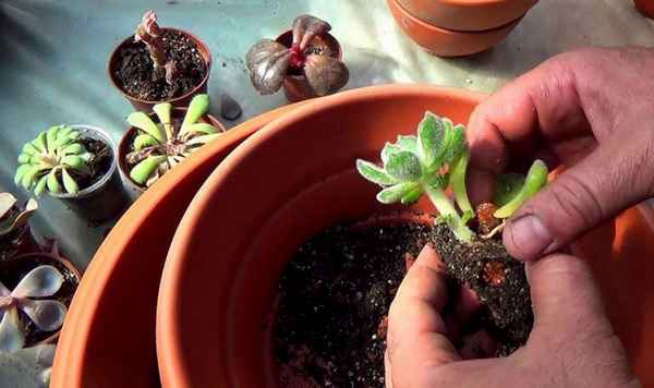 Эхеверия: уход в домашних условиях, пересадка и размножение суккулента, виды, фото, отзывы