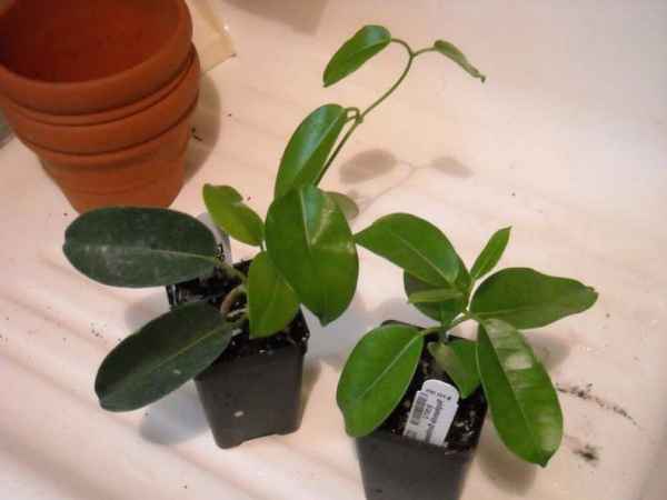 Стефанотис: уход в домашних условиях, виды, фото, пересадка и размножение