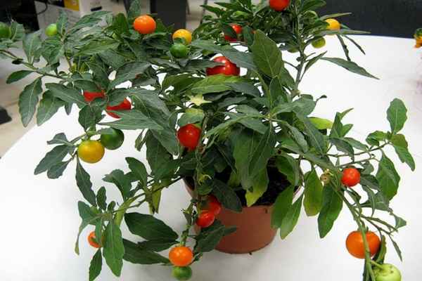 Соланум (комнатный паслен): уход в домашних условиях, пересадка и размножение, виды, фото