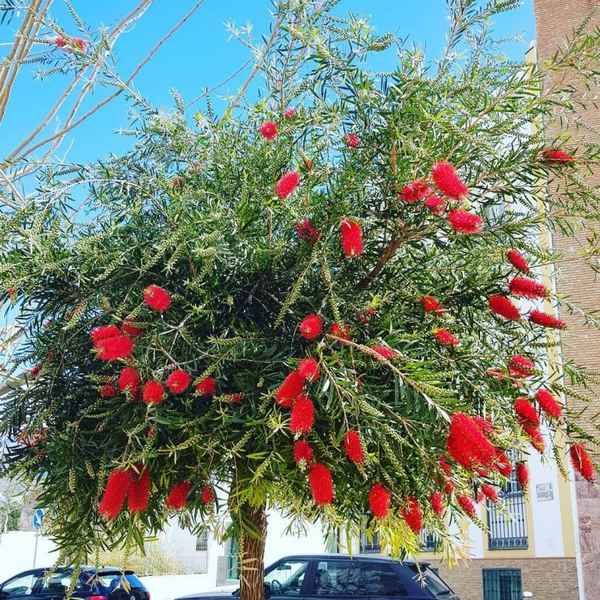 Каллистемон - уход в домашних условиях, фото, размножение