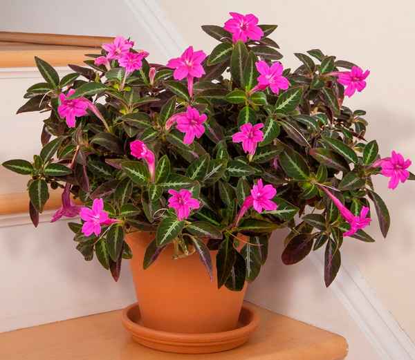 Руэллия - уход в домашних условиях, фото цветка