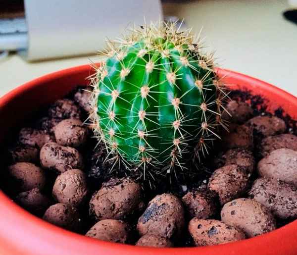 Эхинопсис: уход в домашних условиях, виды и их фото, размножение, пересадка