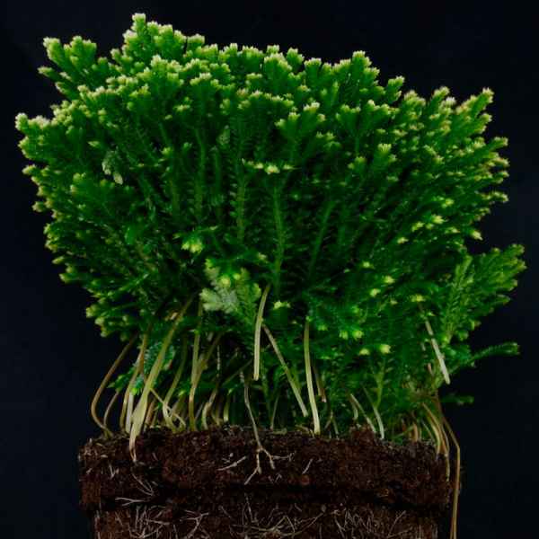 Селагинелла (плаунок): уход в домашних условиях, размножение, виды, фото