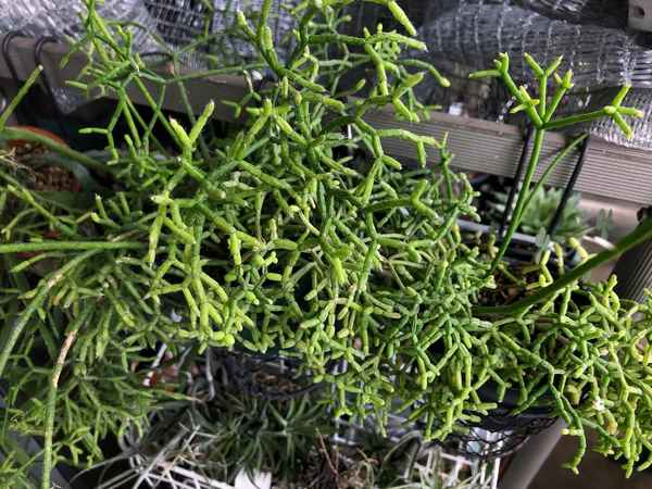 Рипсалис: уход в домашних условиях, виды с фото и названиями