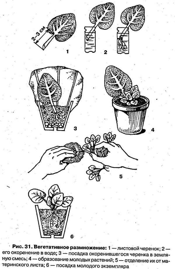 Дубровник: уход и выращивание цветка, пересадка и размножение, виды, фото