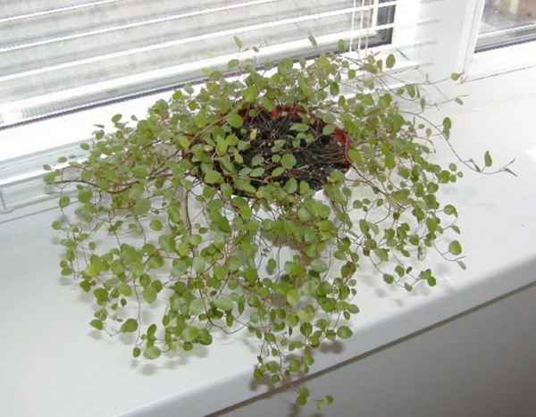 Мюленбекия - уход в домашних условиях, фото