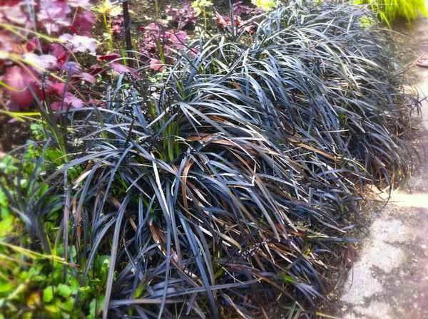 Офиопогон: посадка и уход, виды, пересадка и размножение, фото