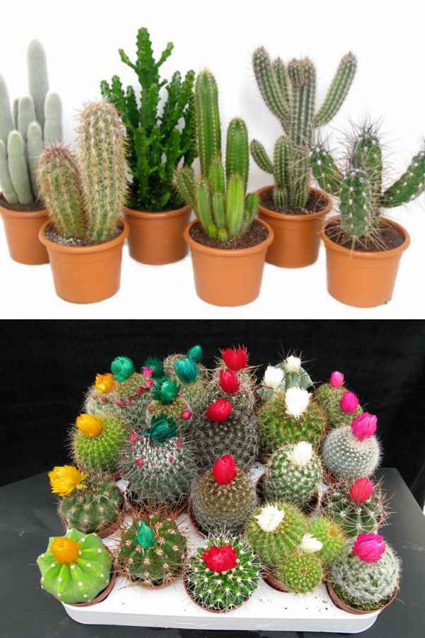 Опунция: уход в домашних условиях, виды с фото и названиями