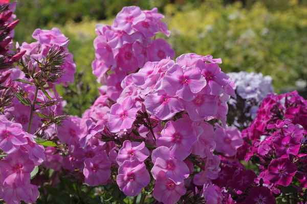 Флокс метельчатый: фото, сорта, описание и названия, посадка и уход, отзывы