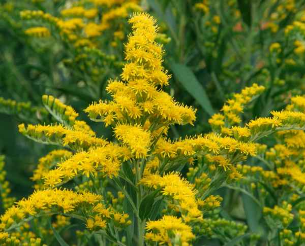 Золотарник обыкновенный: лечебные свойства и применение, посадка и уход, фото