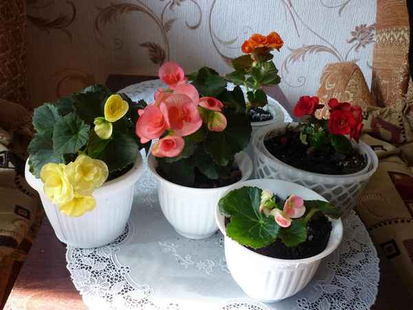 Бегония Элатиор: уход в домашних условиях после покупки, фото, размножение, сорта