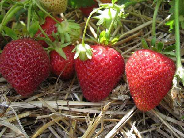 Клубника флоренс: описание сорта, отзывы садоводов, фото
