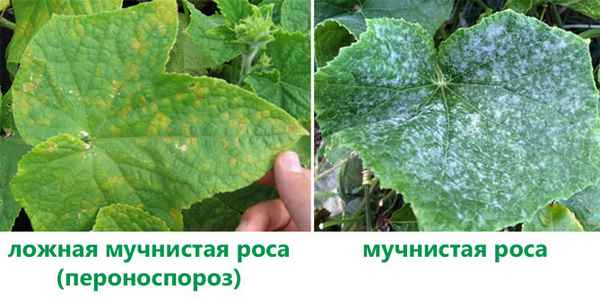 Ложная мучнистая роса или пероноспороз – фото, описание, меры борьбы
