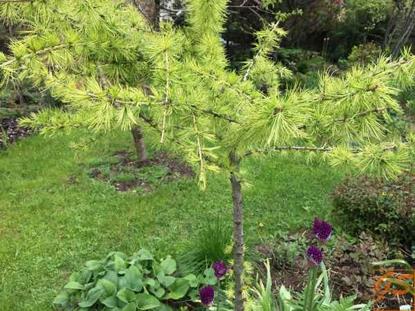 Лиственница европейская: фото и описание, посадка и уход