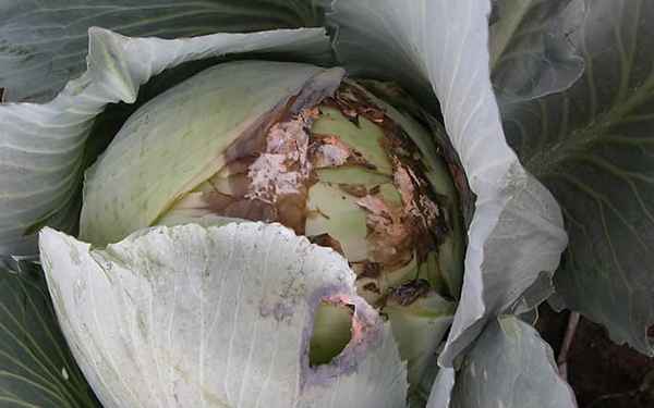 Капуста и её болезни: серая и белая гнили