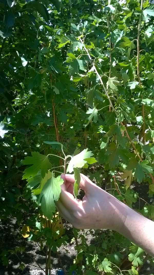 Чёрная смородина: пинцировка