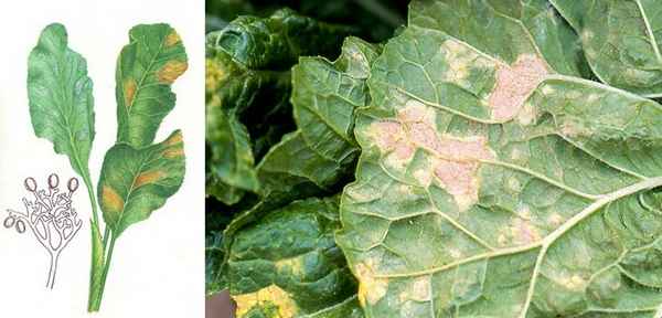 Болезни капусты: ложная мучнистая роса