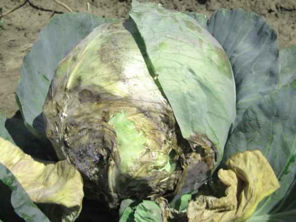 Болезни капусты: сосудистый бактериоз
