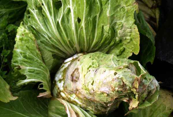 Распространённые болезни капусты.