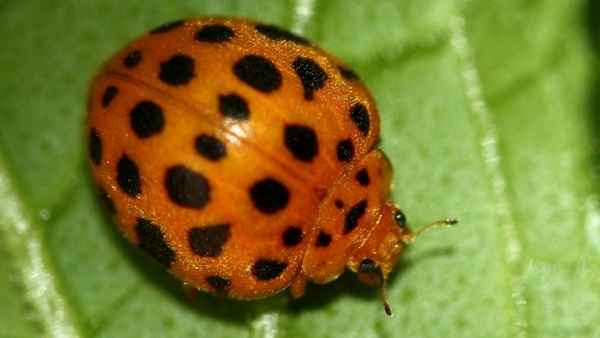 Картофельная (пятнистая) коровка 