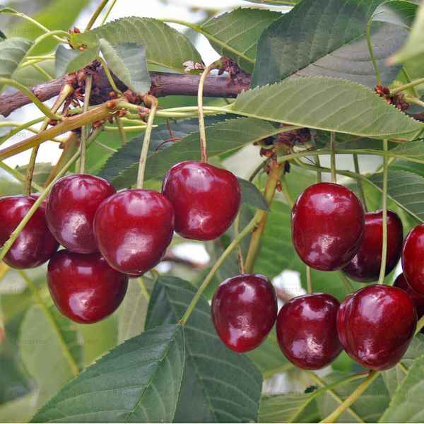 Древовидный сорт вишни